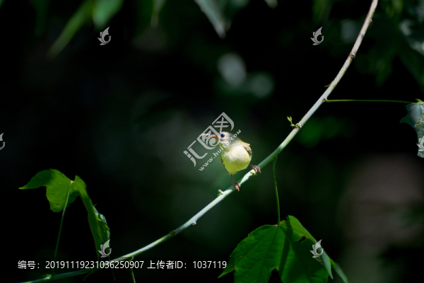 太陽鳥