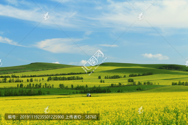 田野油菜花開