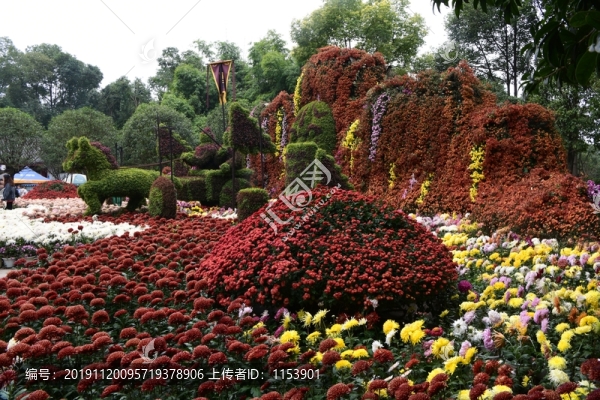 菊花展