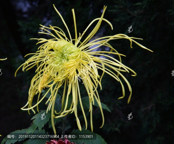菊花