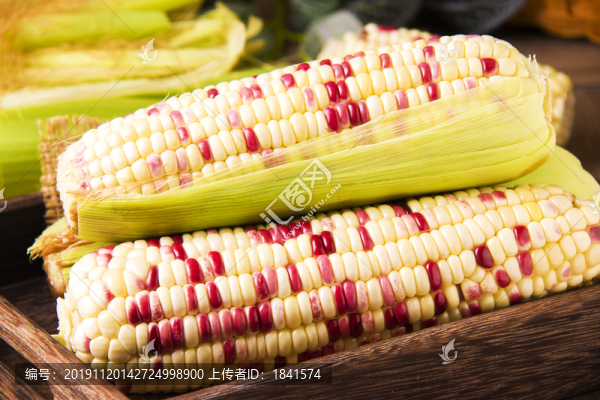 玉米