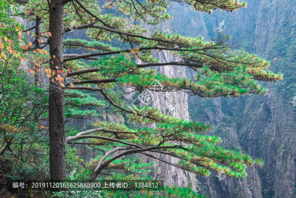 黃山紅豆杉