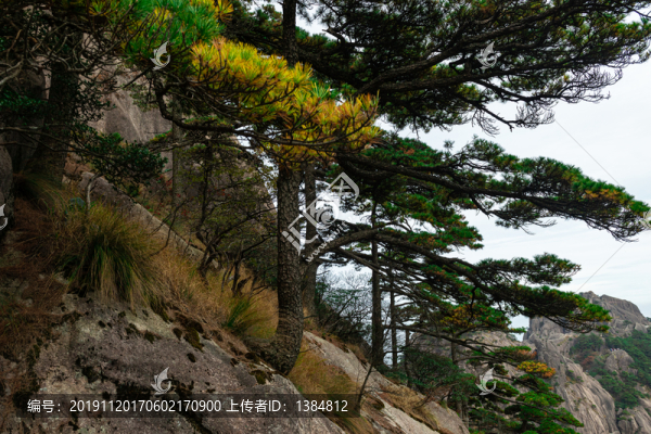 黃山松樹