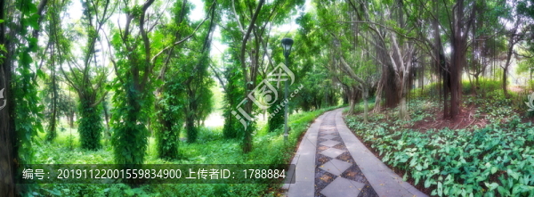 林蔭道