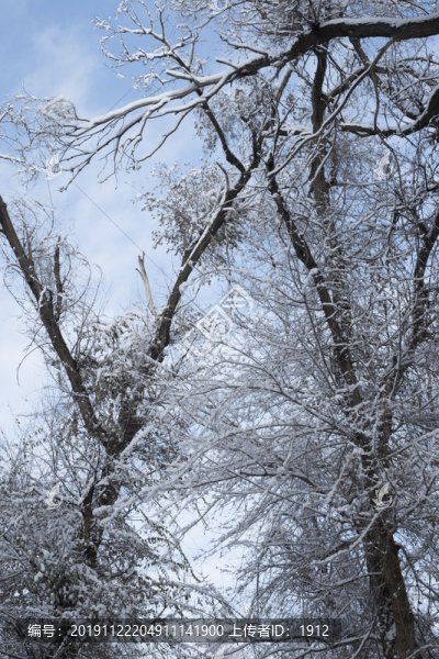 雪林