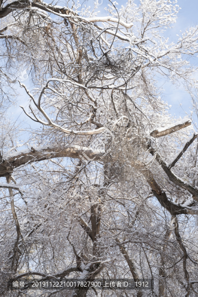 冬雪