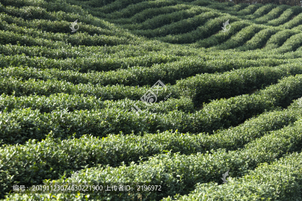茶田