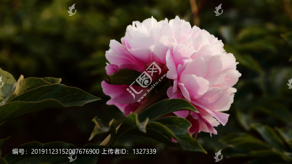 牡丹