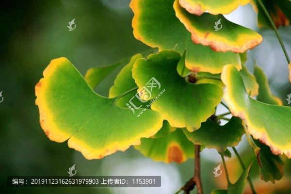 銀杏葉