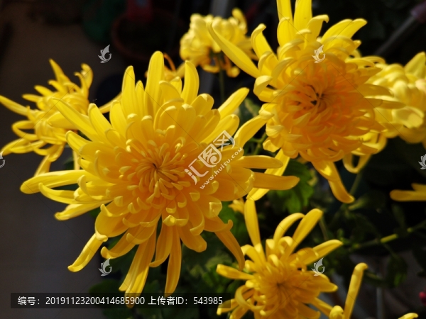 菊花