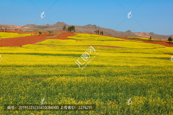 油菜花田