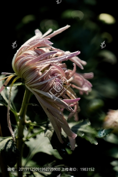 秋菊