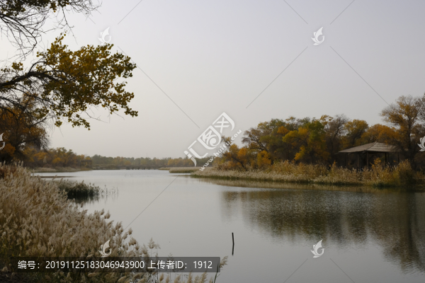胡楊林