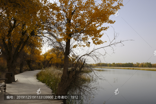 胡楊林公園