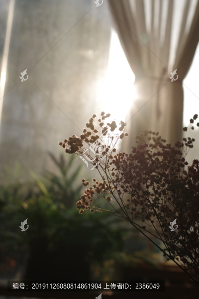 滿天星干花
