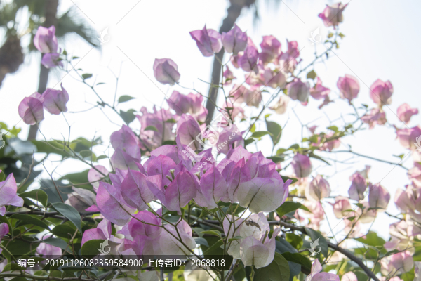 葉子花