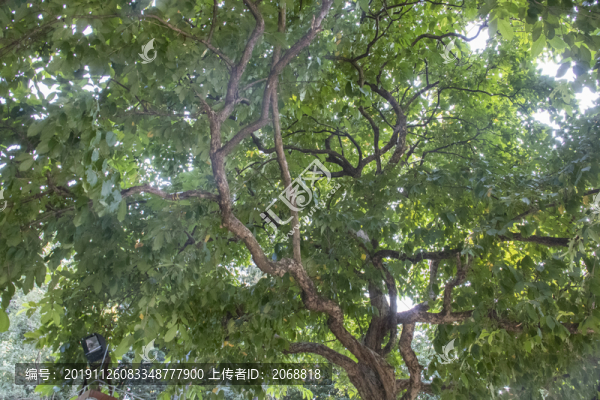 樹枝