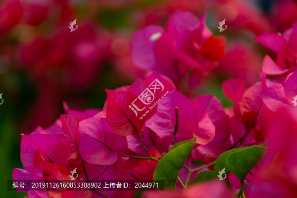 三角花