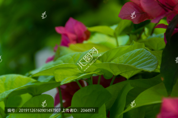 三角花