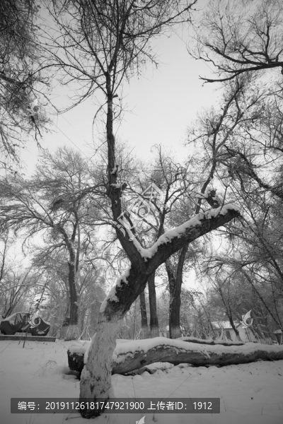 雪樹林