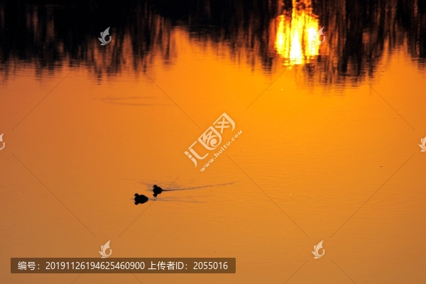 湖水與水禽