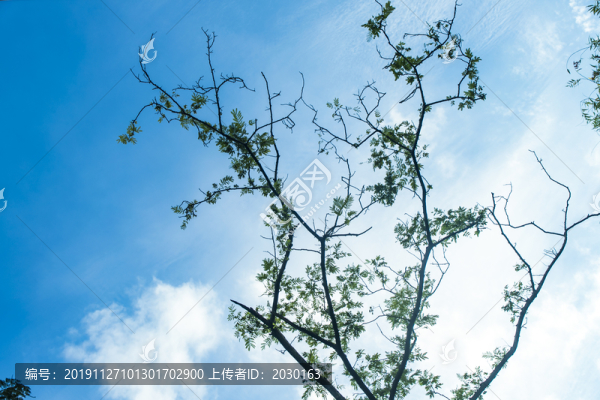 樹(shù)枝