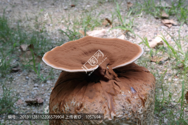 靈芝孢子粉