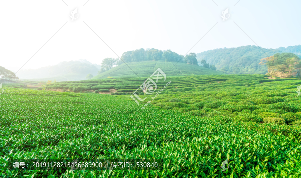 茶山茶園西湖龍井茶場