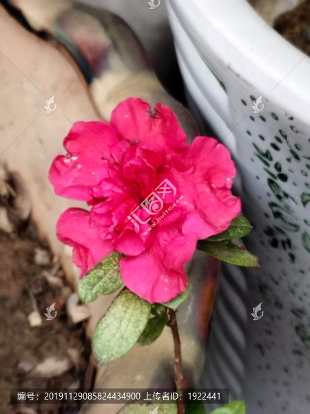 杜娟花