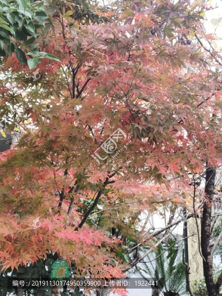 楓葉