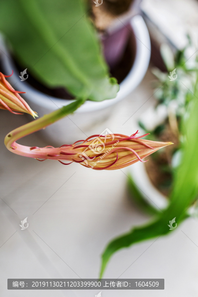 曇花
