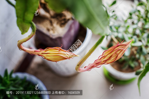 曇花