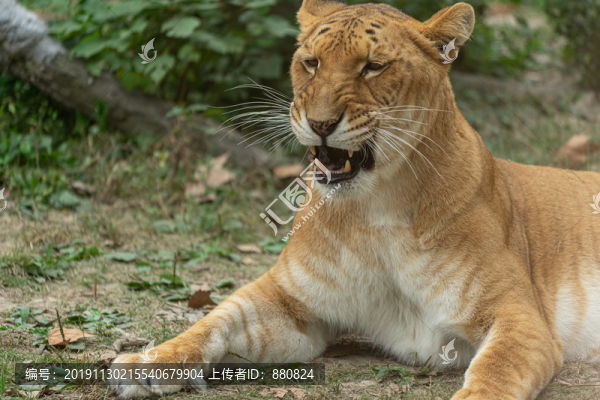 獅虎獸