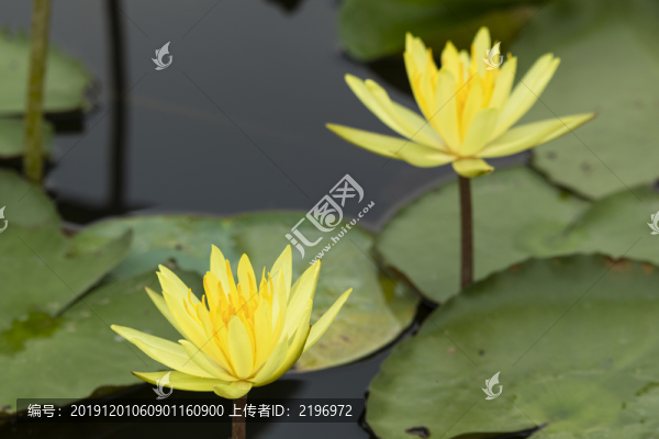 金黃色的睡蓮
