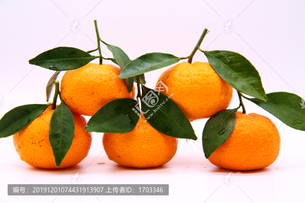 砂糖桔