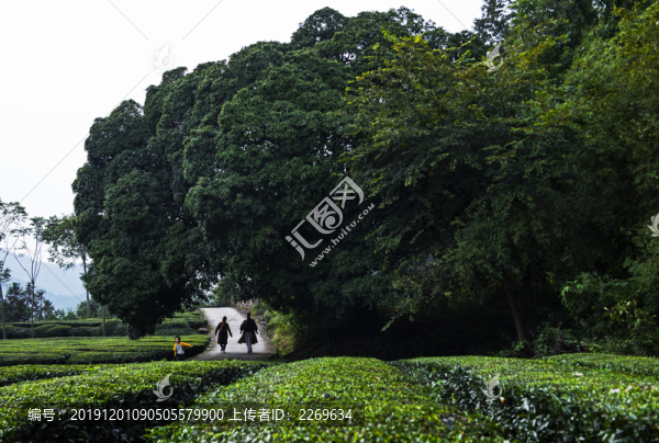 400年古桂花樹