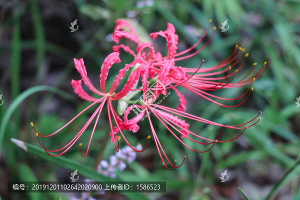 曼珠沙華石蒜彼岸花