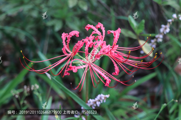 曼珠沙華石蒜彼岸花