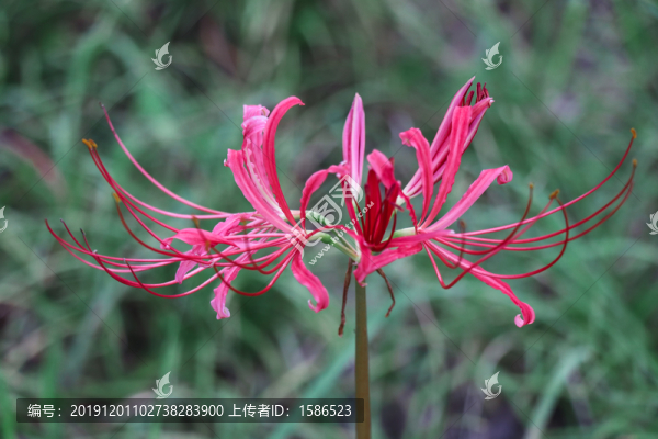 曼珠沙華彼岸花石蒜花