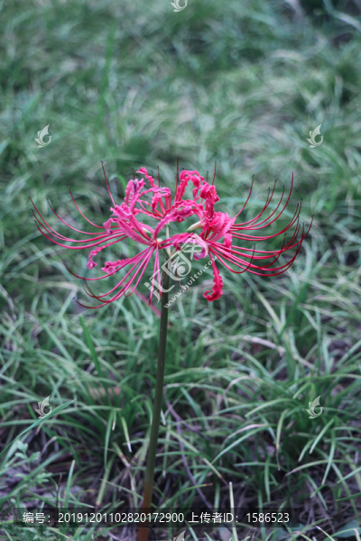 彼岸花曼珠沙華石蒜
