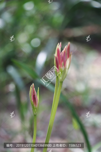 石蒜彼岸花曼珠沙華