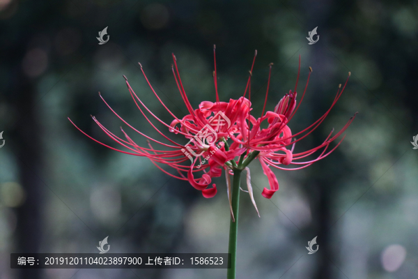 石蒜彼岸花曼珠沙華