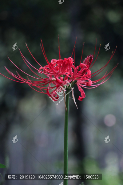 石蒜彼岸花曼珠沙華