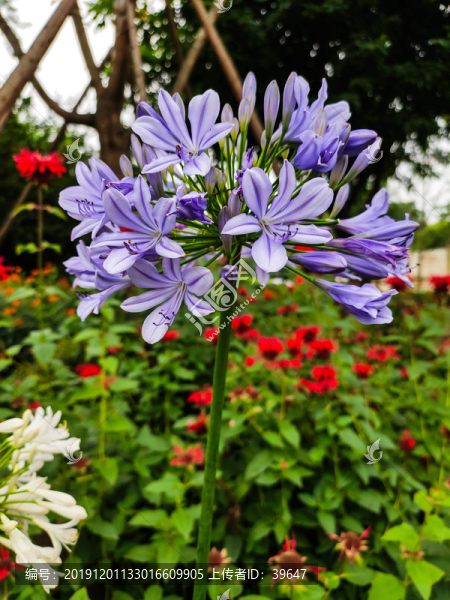 繡球花