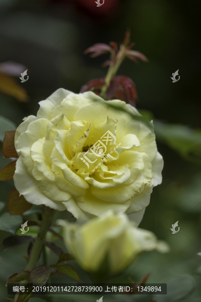 玫瑰花