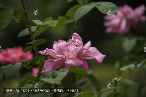 玫瑰花