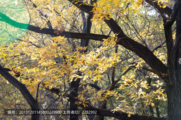 公園秋景