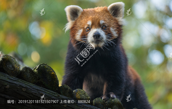 小熊貓