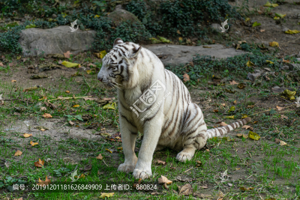 老虎