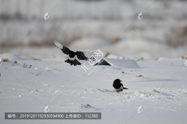 喜鵲嬉戲喜上眉梢鵲橋相會飛駁鳥
